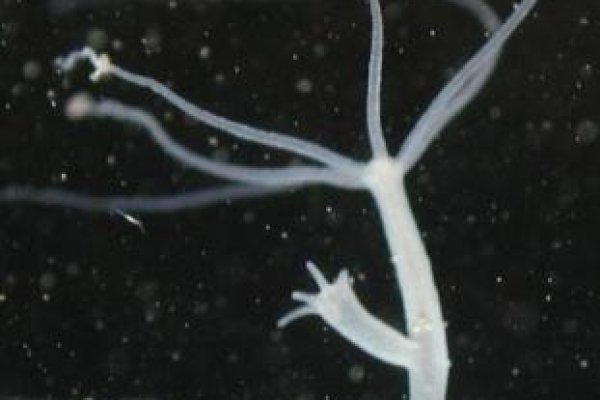 Рабочие методы как зайти на кракен